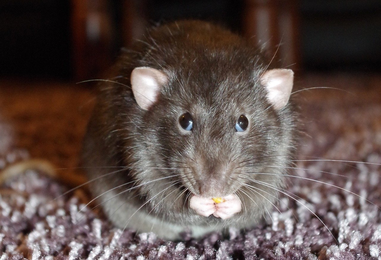 Why Rats Are Used For Testing