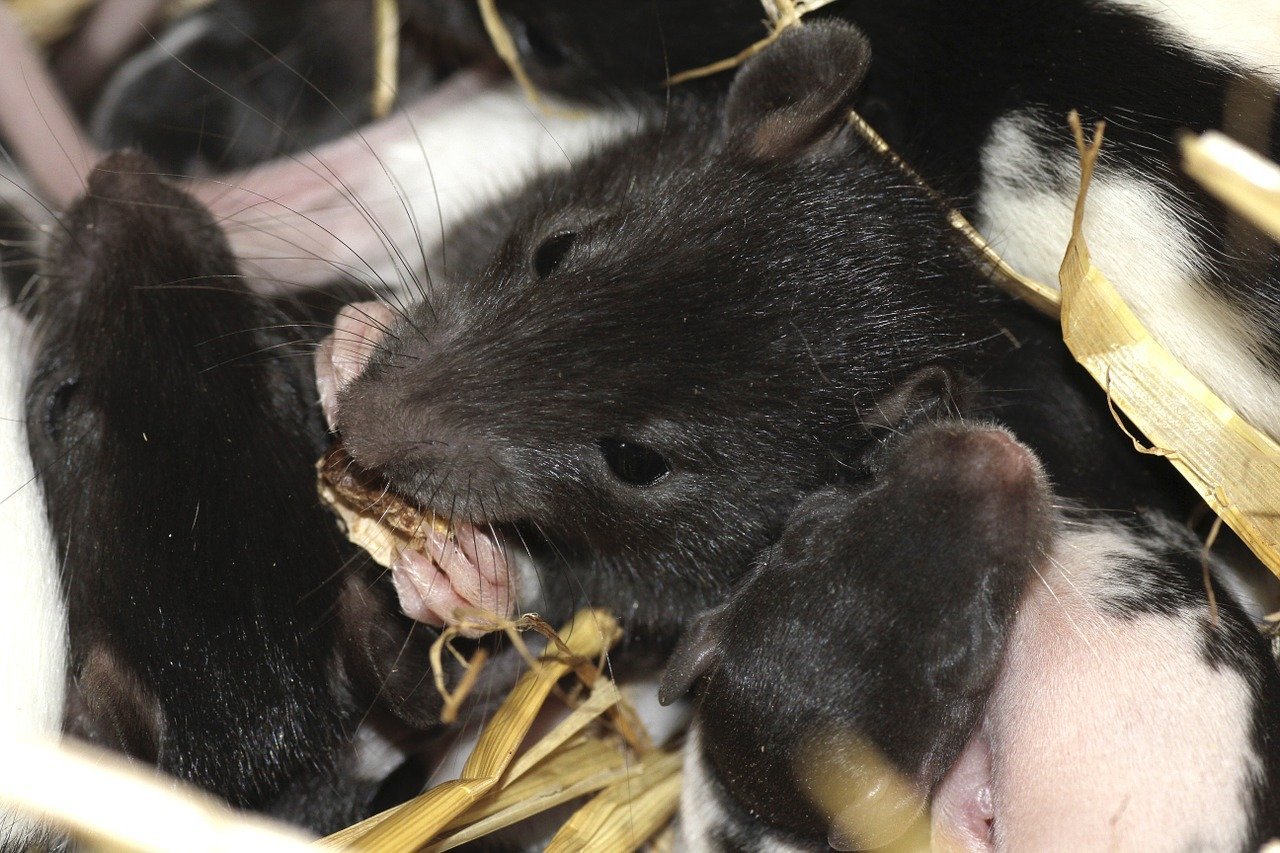 Where Do Rats Nest? 6 Common Places - DIY Rodent Control