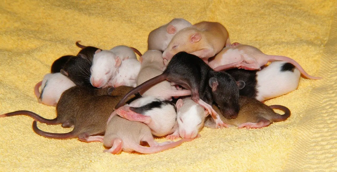 Where Do Rats Nest? 6 Common Places
