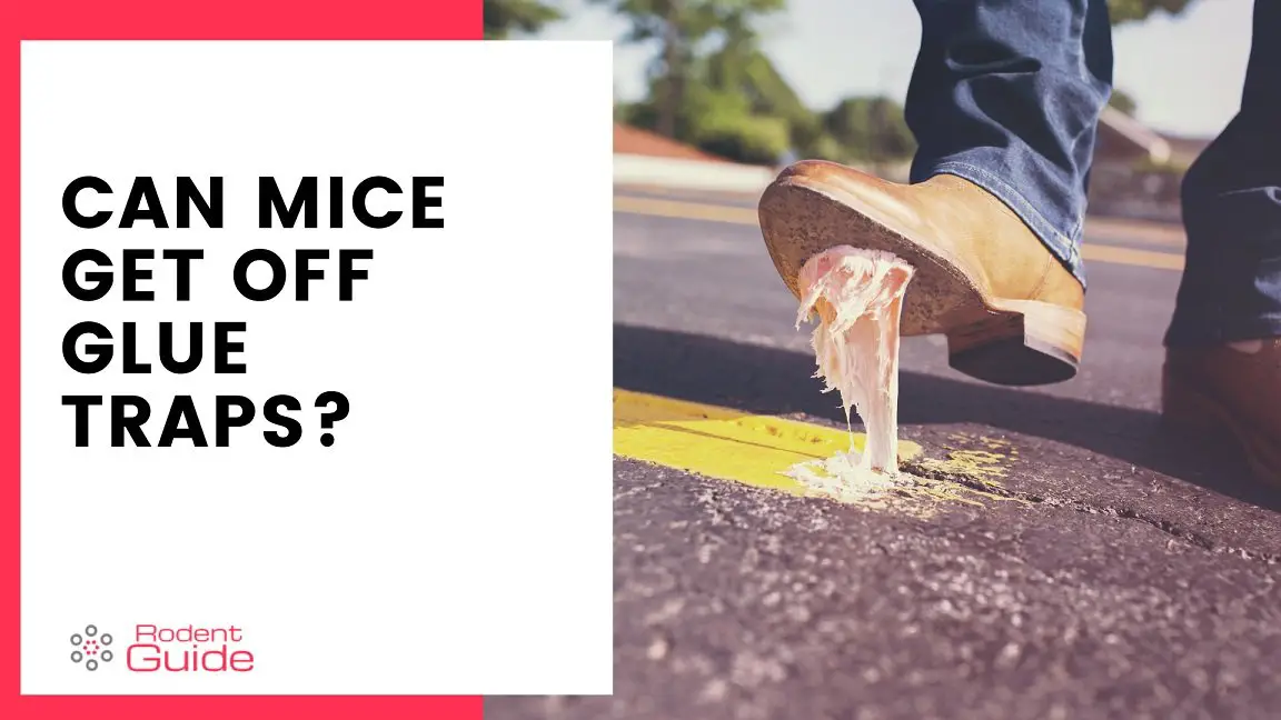 Can Mice Get Off Glue Traps? 5 Ways They Can DIY Rodent Control