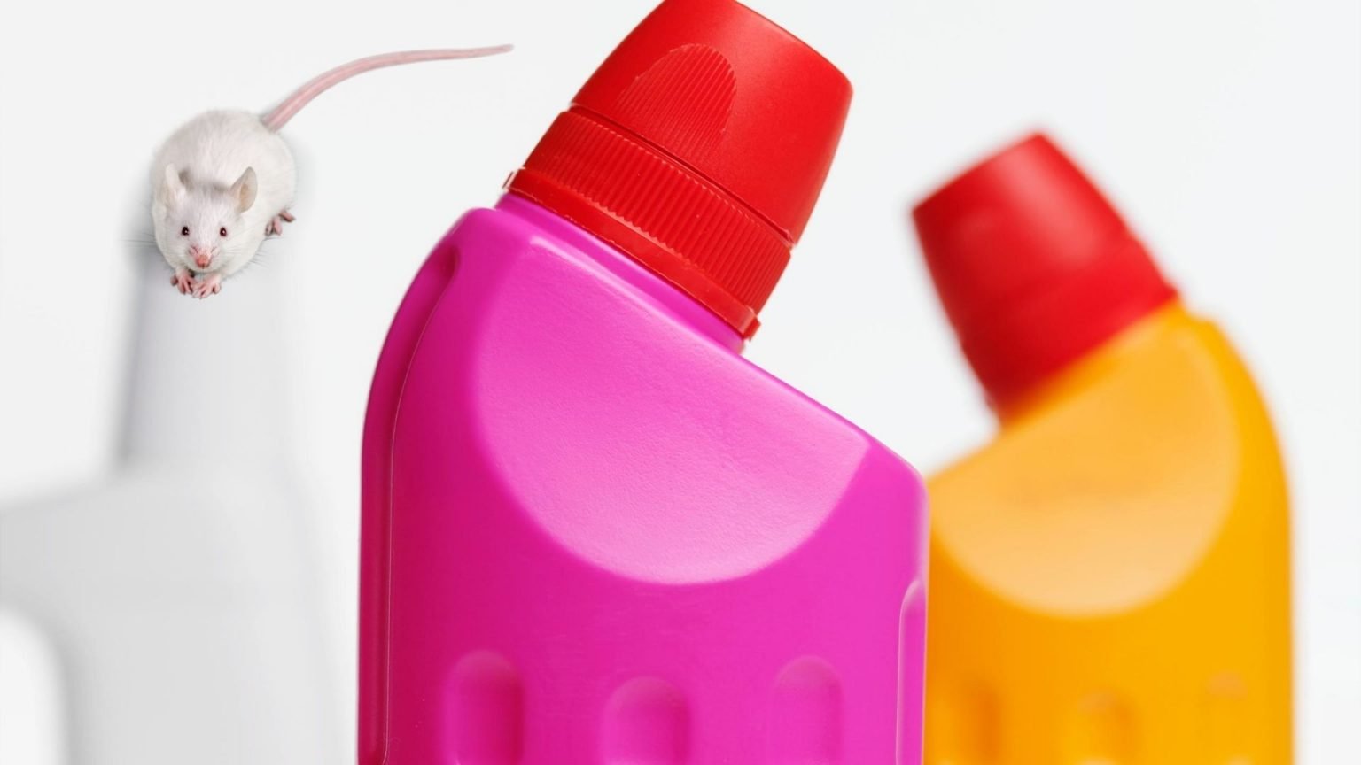 5 Ways You Can Use Bleach To Help Repel Mice DIY Rodent Control