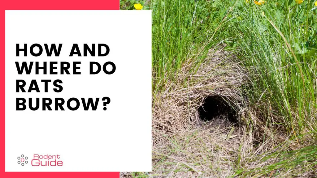 How and where do rats burrow