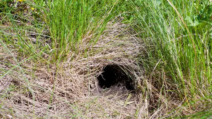 Where Do Rats Burrow And Ways To Destroy Them Diy Rodent Control