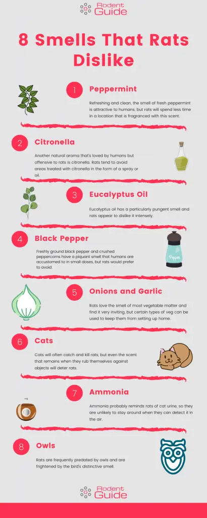 8 Smells That Rats Dislike Infographic