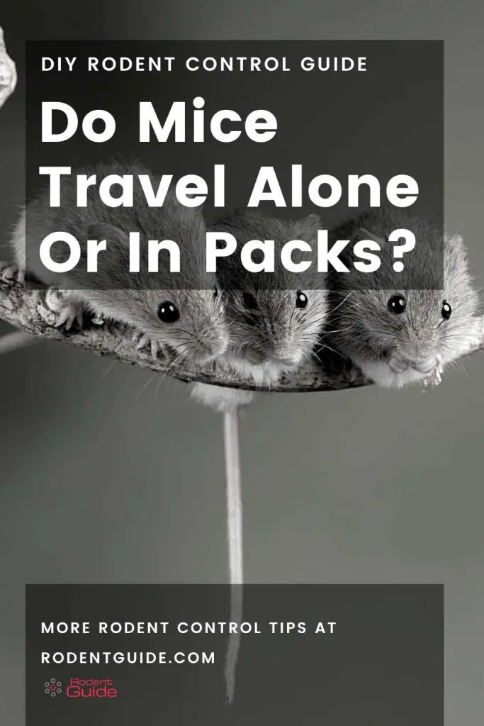 Do Mice Travel Alone Or In Packs_
