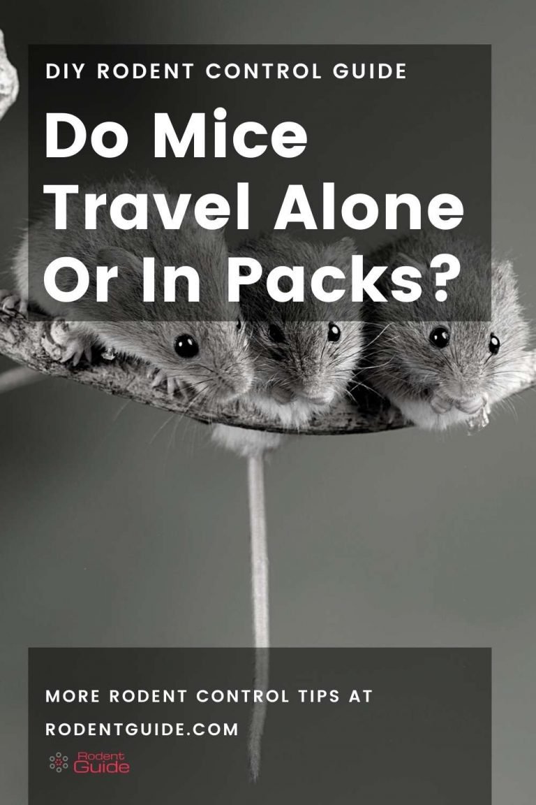 do mice travel alone