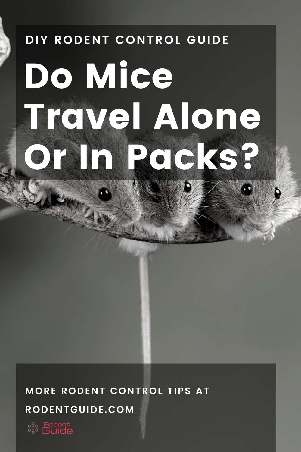 Do Mice Travel Alone Or In Packs? 2 Do Mice Travel Alone Or In Packs_