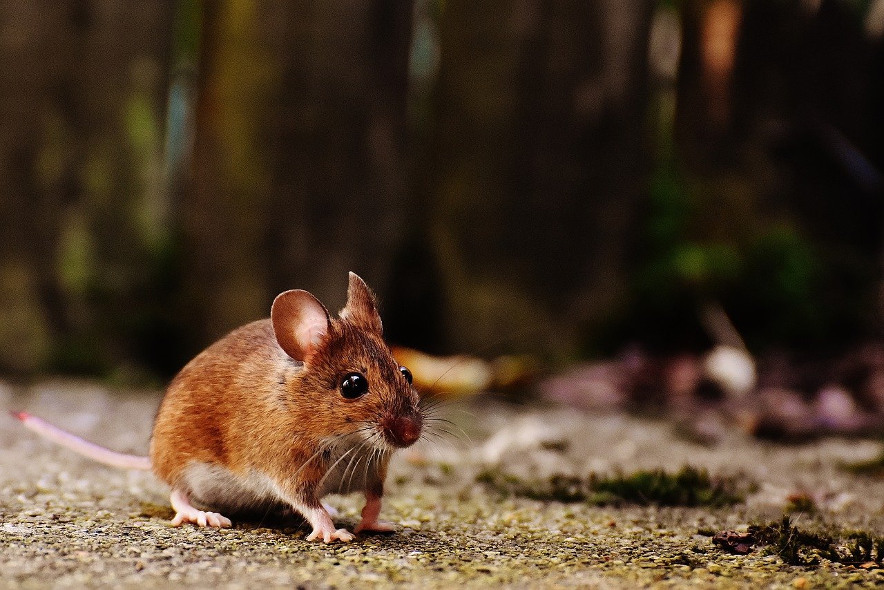 How To Catch A Mouse Alive - 5 Ways