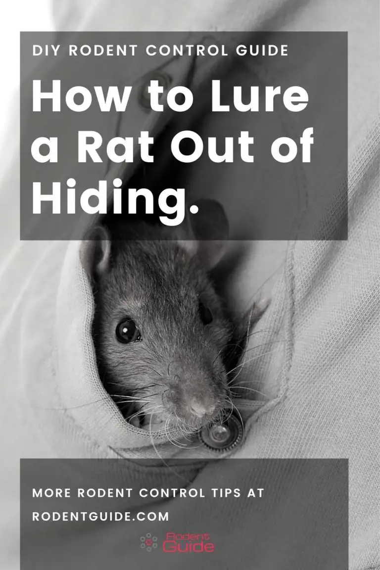 How to Lure a Rat Out of Hiding 5 Tips DIY Rodent Control