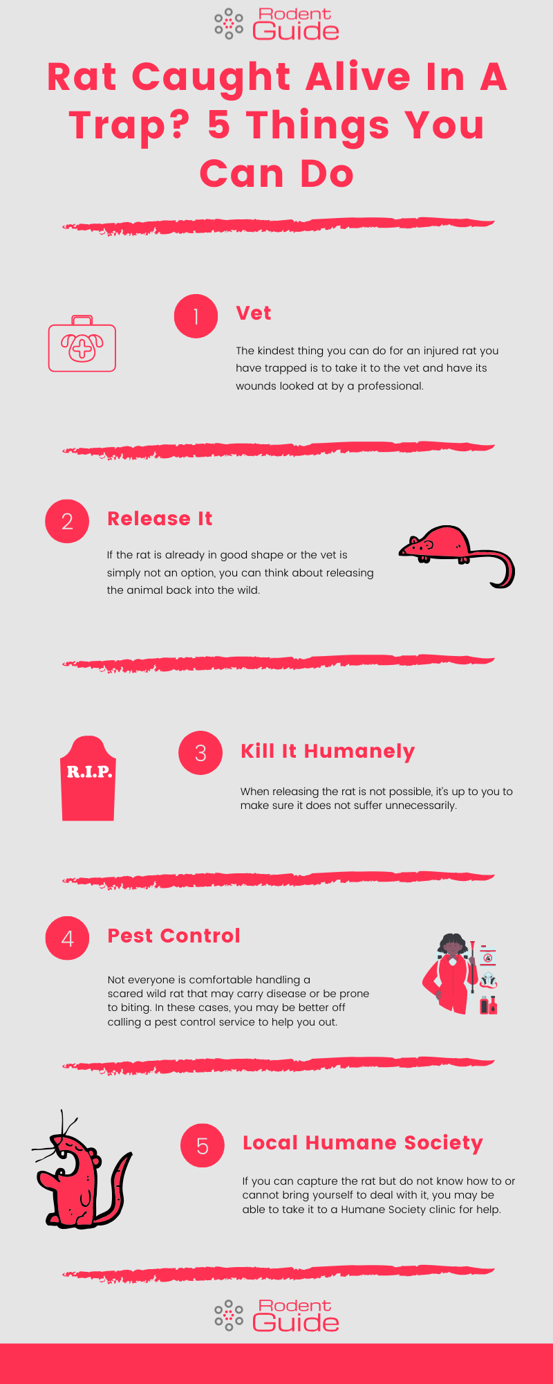 Rat Caught Alive In A Trap_ 5 Things You Can Do Infographic