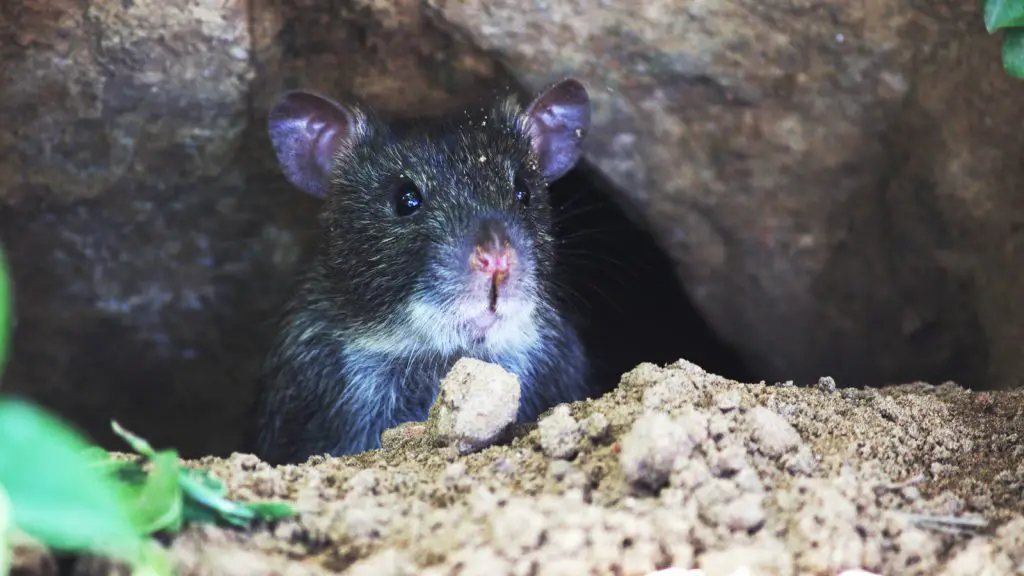 8 Confirmed Smells That Rats Dislike DIY Rodent Control