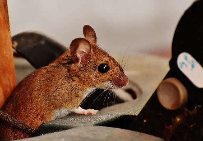 why-do-i-have-mice-in-my-house-7-reasons-diy-rodent-control