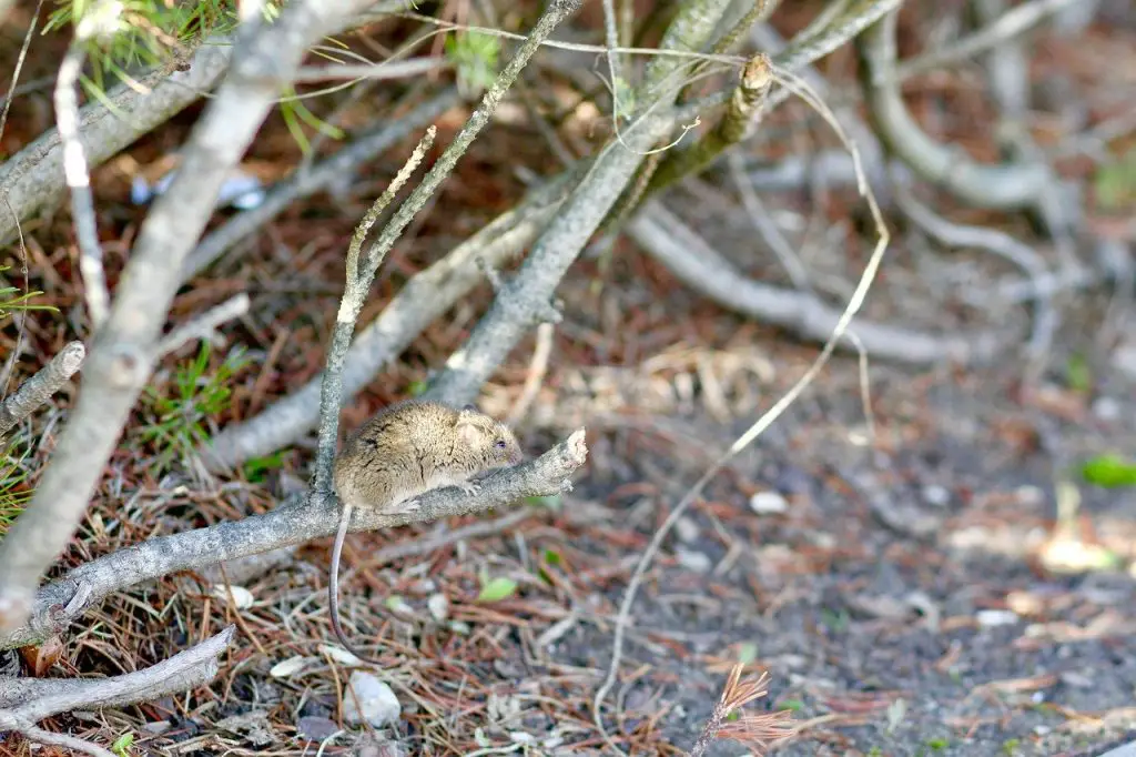 Can Mice Climb Trees 5 Reasons Why They Do DIY Rodent Control