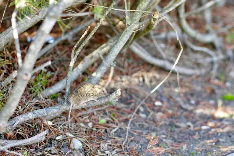 Where Do Mice Hide During the Day? 8 Places DIY Rodent Control