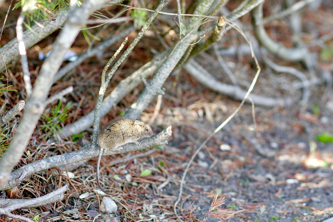 Can Mice Climb Trees - 5 Reasons Why They Do