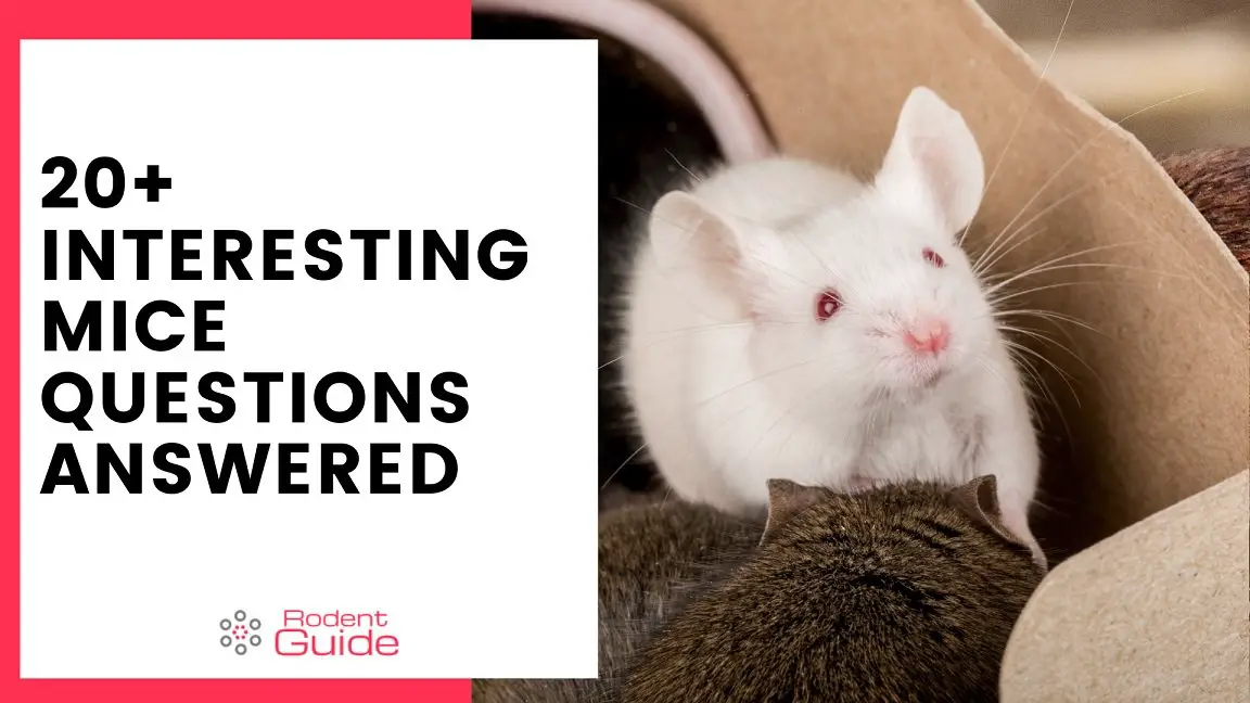 20+ Interesting Mice Questions Answered DIY Rodent Control