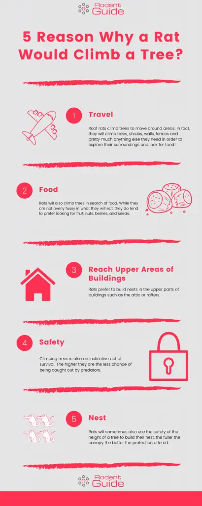 5 Reason Why a Rat Would Climb a Tree Infographic