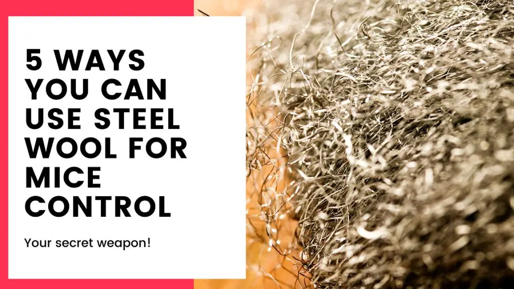 5 Ways You Can Use Steel Wool for Mice Control