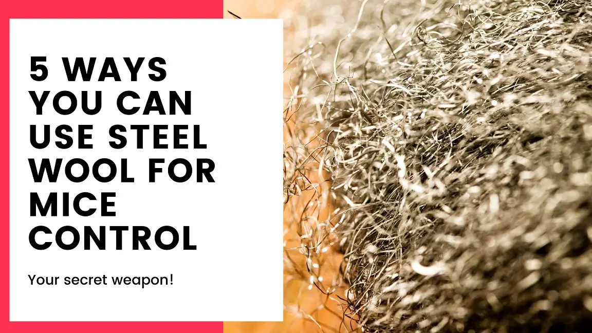 steel-wool-for-mice-control-5-ways-you-can-use-it-diy-rodent-control