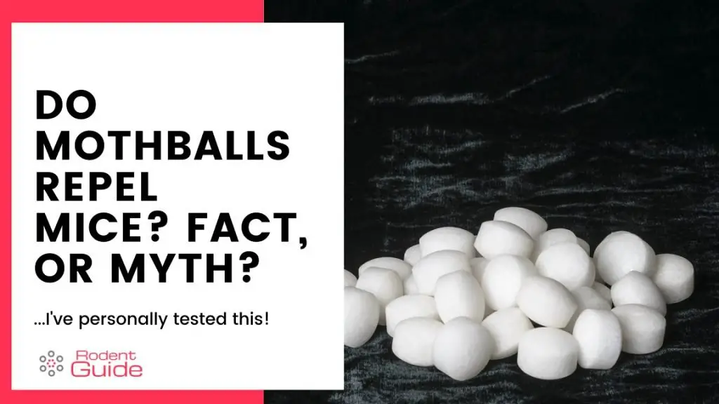 Do Mothballs Repel Mice Fact or Myth