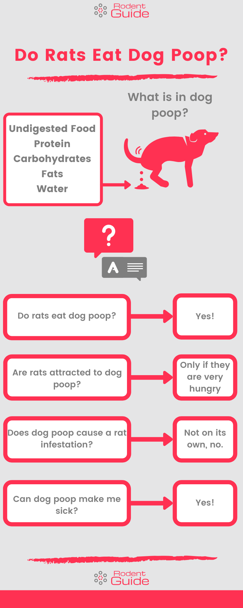Do Rats Eat Dog Poop Infographic