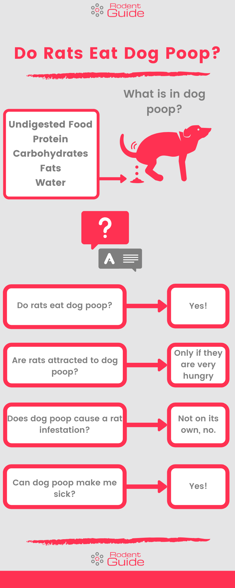 Do Rats Eat Dog Poop Answer Inside DIY Rodent Control