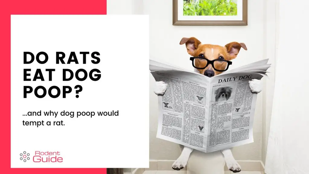 Do rats eat dog poop