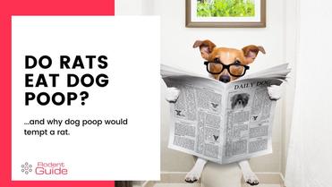 do rats eat dog poop uk