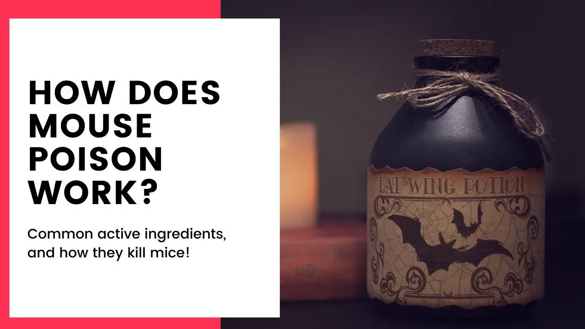 How Does Mouse Poison Work - DIY Rodent Control