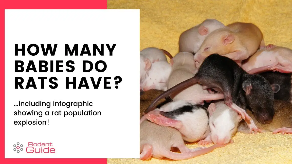 How Many Babies Do Rats Have? Epic Reproduction Rate! DIY Rodent Control