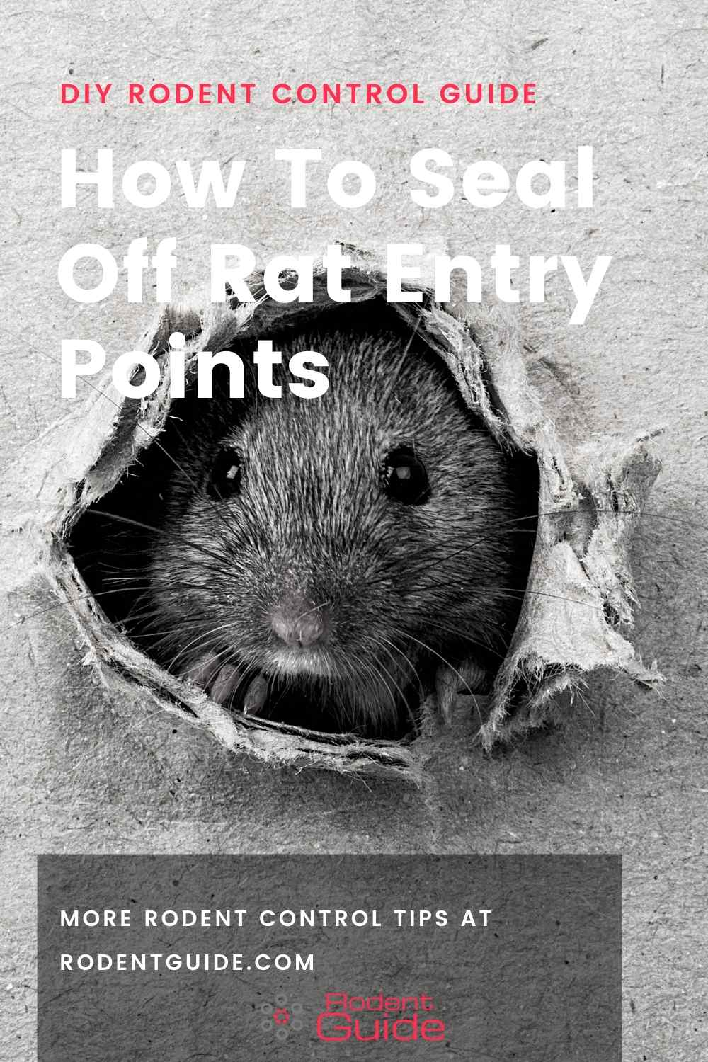 How To Seal Off Rat Entry Points