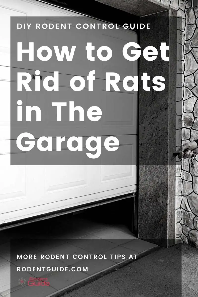 Your Guide On How To Get Rid Of Rats In The Garage DIY Rodent Control