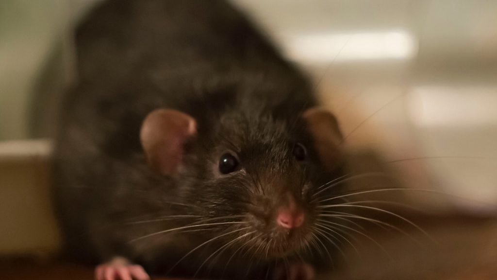 5 Ways You Can Use Vinegar As A Rat Repellent DIY Rodent Control