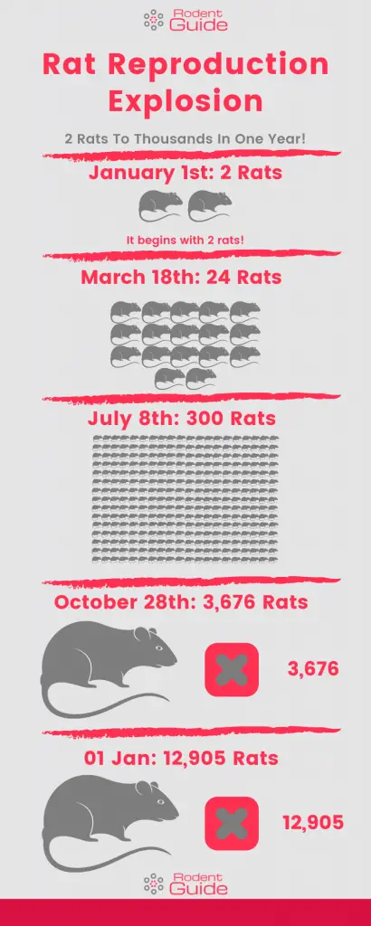 Rat Reproduction Explosion Infographic