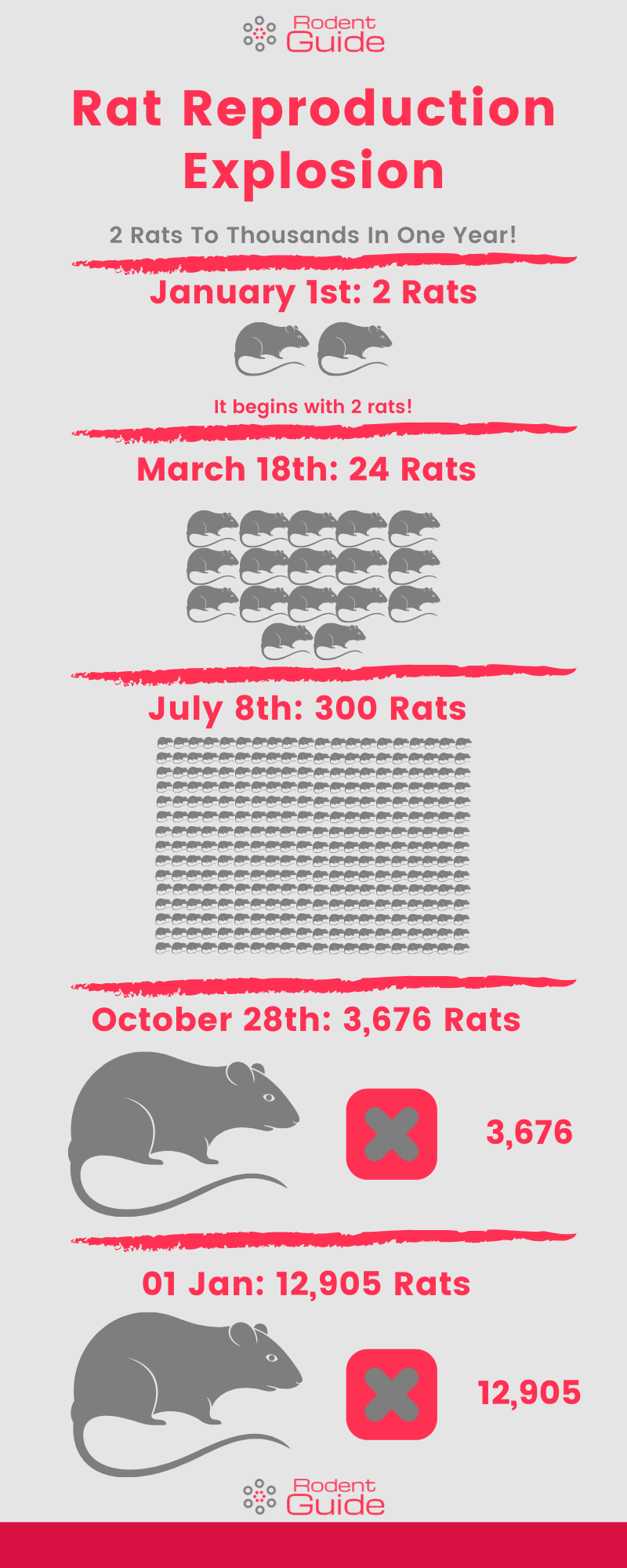 How Many Babies Do Rats Have? Epic Reproduction Rate! 3 Rat Reproduction Explosion Infographic