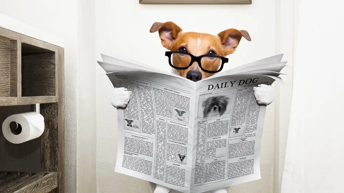 Do Rats Eat Dog Poop Answer Inside DIY Rodent Control