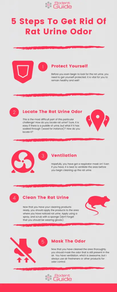 5 Steps To Get Rid Of Rat Urine Odor Infographic