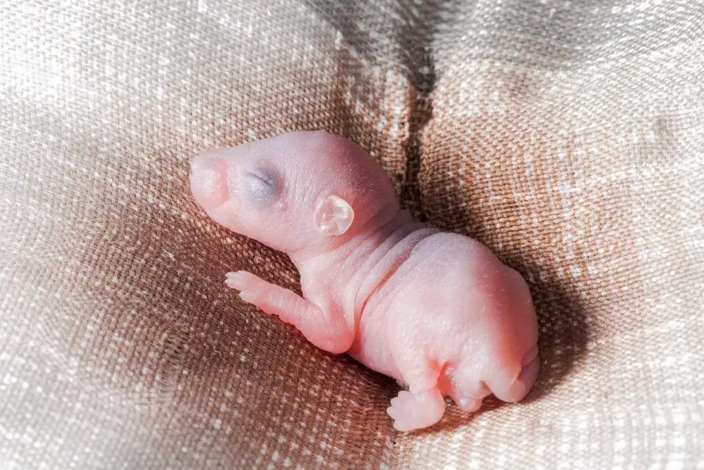 newborn 6 baby rats