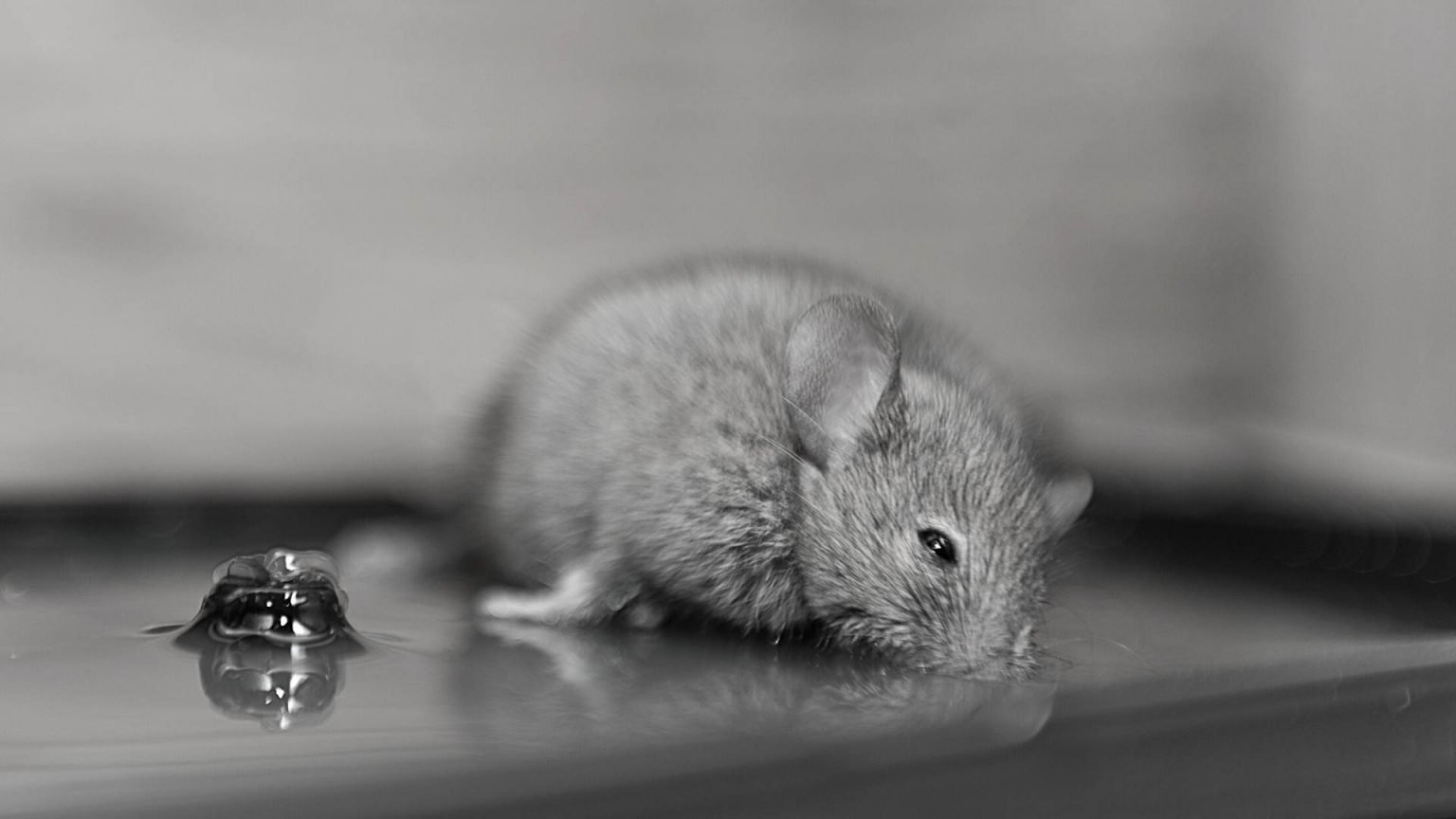 Can You Scare Mice Away With Noise? Mice Hacks DIY Rodent Control