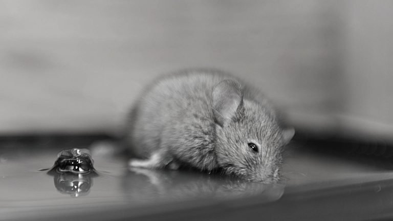 can mice get in your mattress