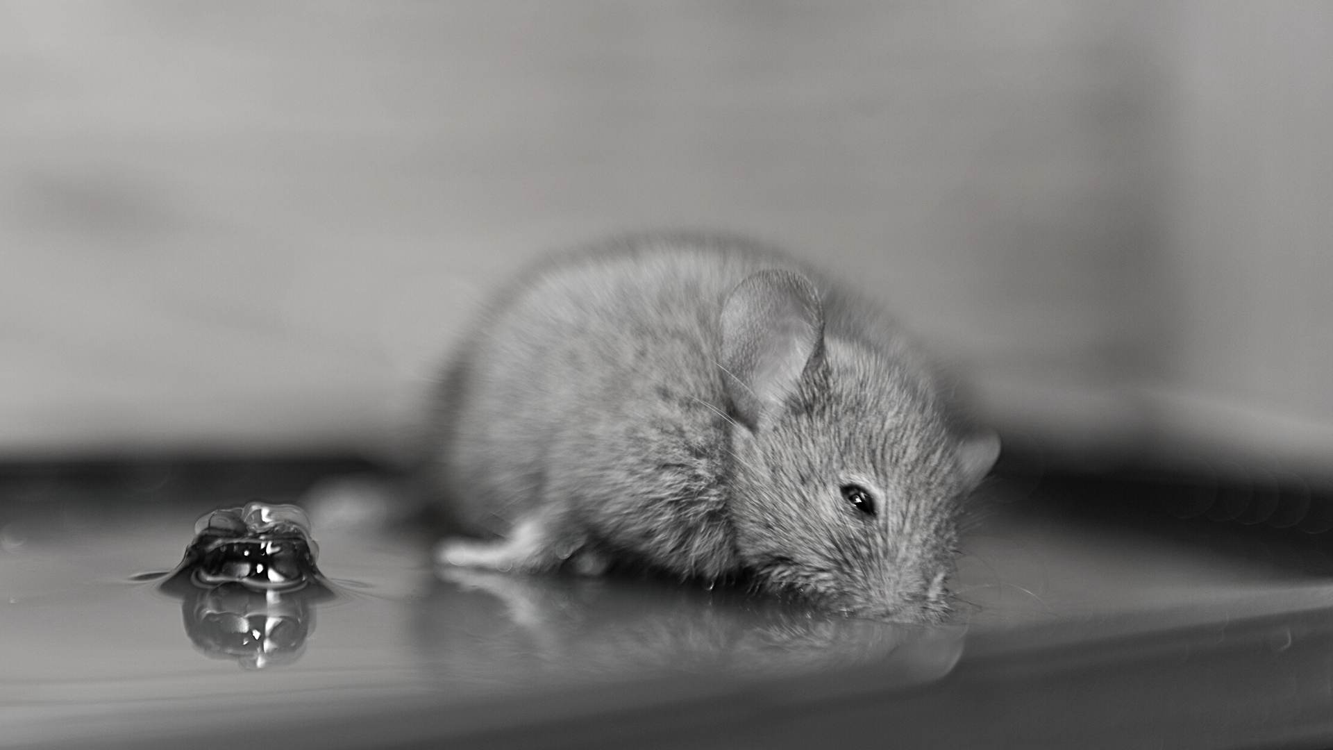 Can Mice Get Off Glue Traps (1)