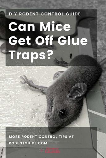 https://rodentguide.com/wp-content/uploads/2020/05/Can-Mice-Get-Off-Glue-Traps-2-683x1024.jpg?ezimgfmt=rs:342x513/rscb118/ngcb118/notWebP