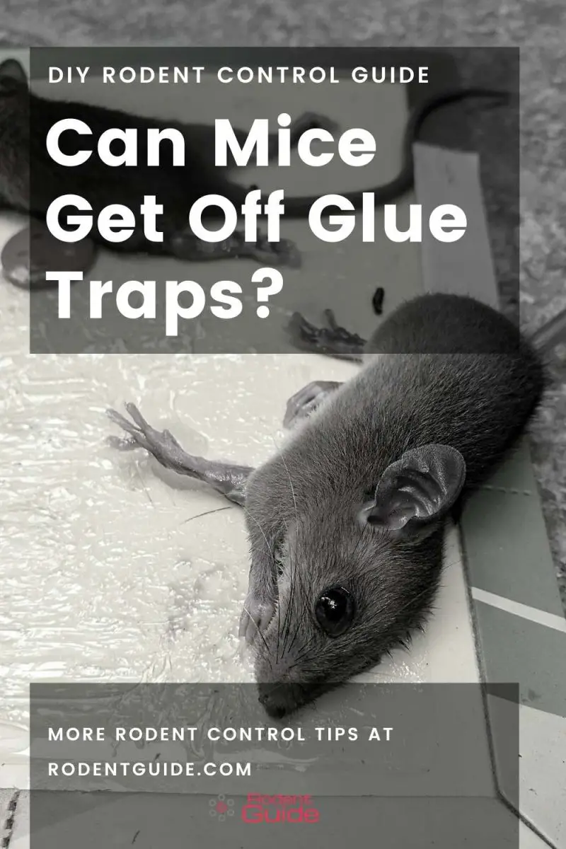 Can Mice Get Off Glue Traps? 5 Ways They Can DIY Rodent Control