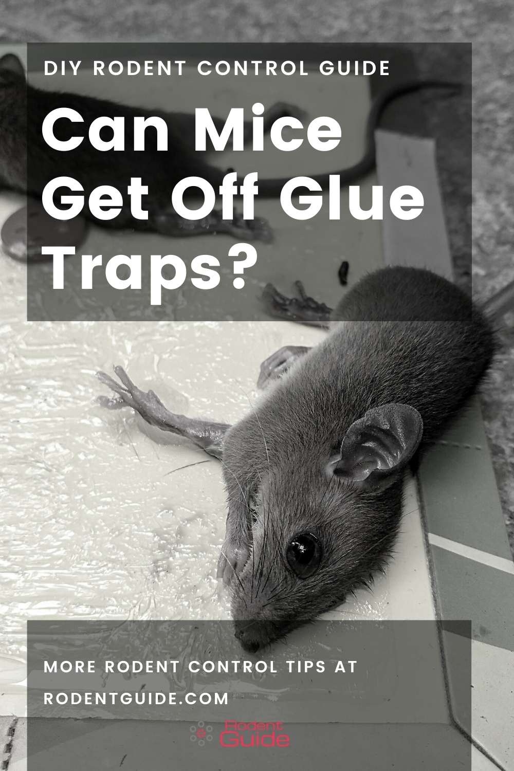 can-mice-get-off-glue-traps-5-ways-they-can-diy-rodent-control