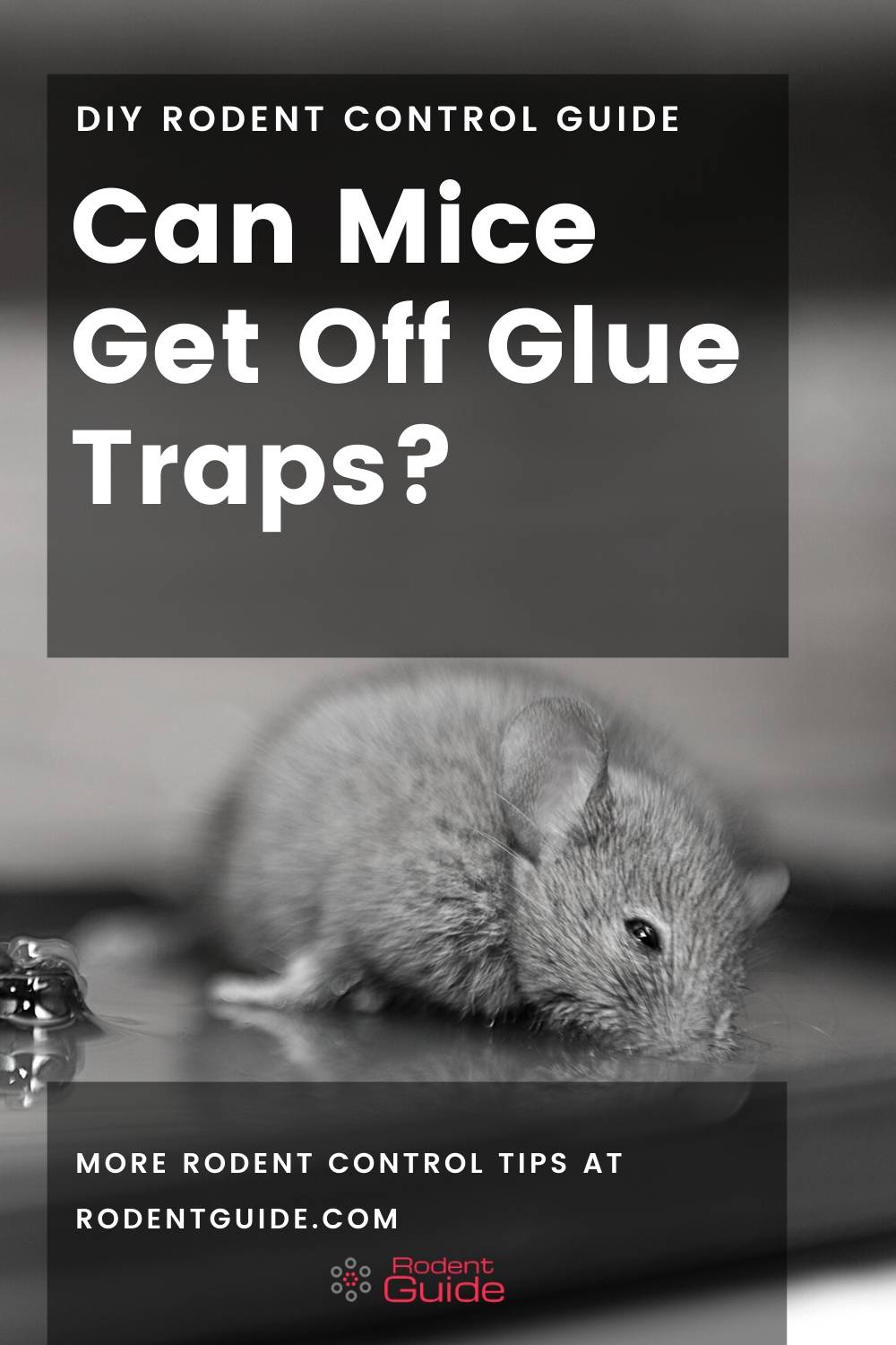 Can Mice Get Off Glue Traps_