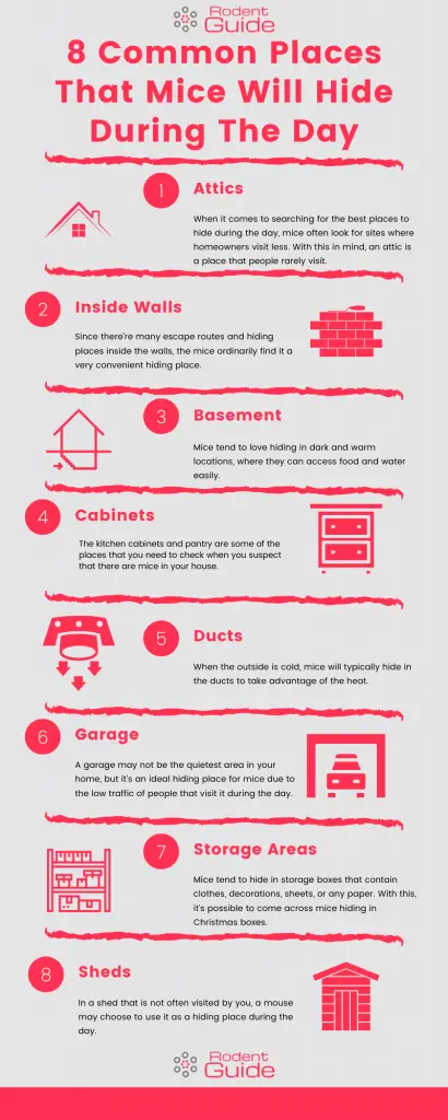 Common Places That Mice Will Hide During The Day Infographic