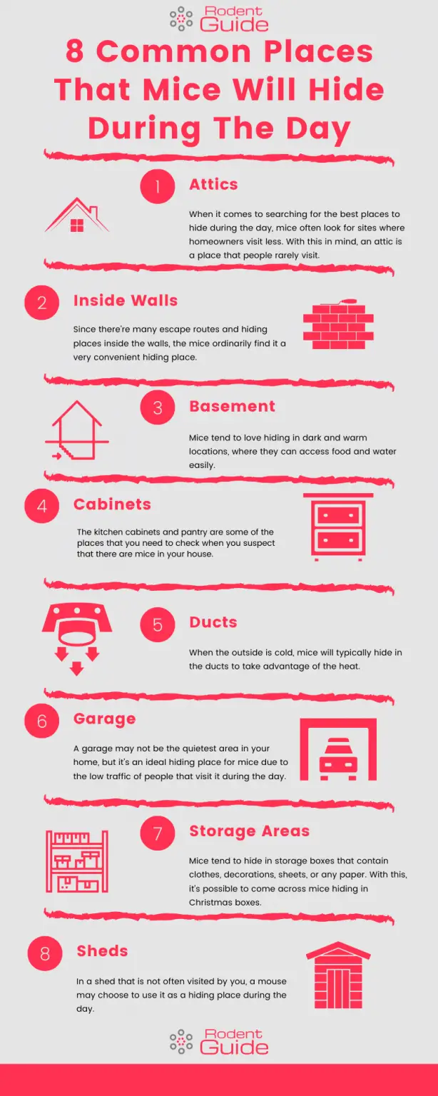 Where Do Mice Hide During the Day? 8 Places DIY Rodent Control