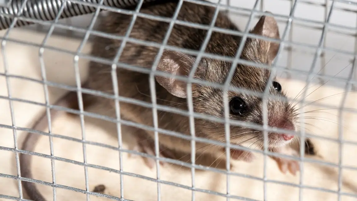 Get Rid Of Mice Without Killing Them