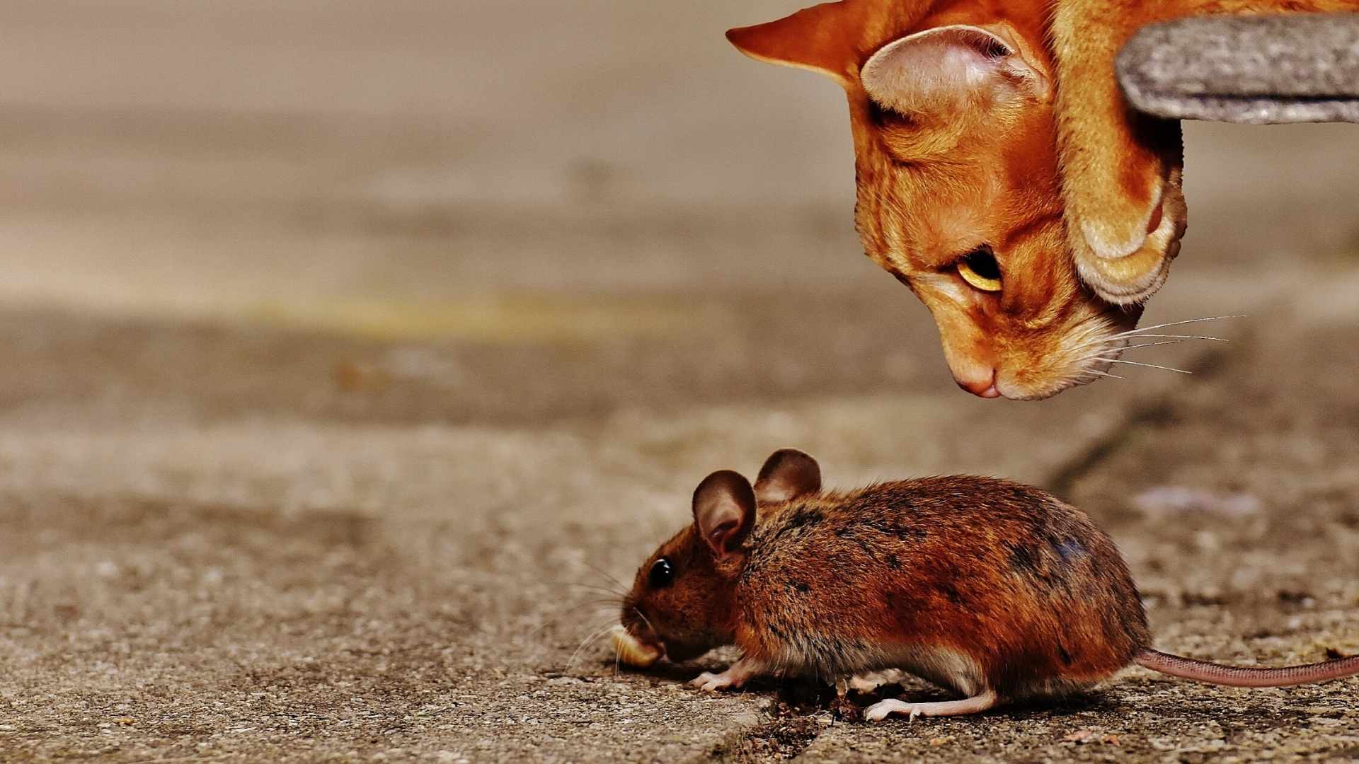 Homemade Mouse Repellent - 7 Essential Options