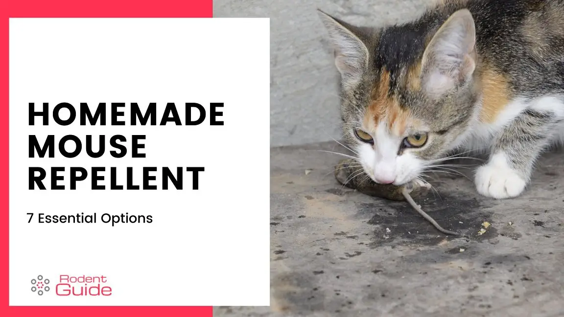 Homemade Mouse Repellent 7 Essential Options DIY Rodent Control   Homemade Mouse Repellent 